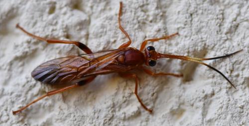 Réf. 299 624 : Lymantrichneumon disparis